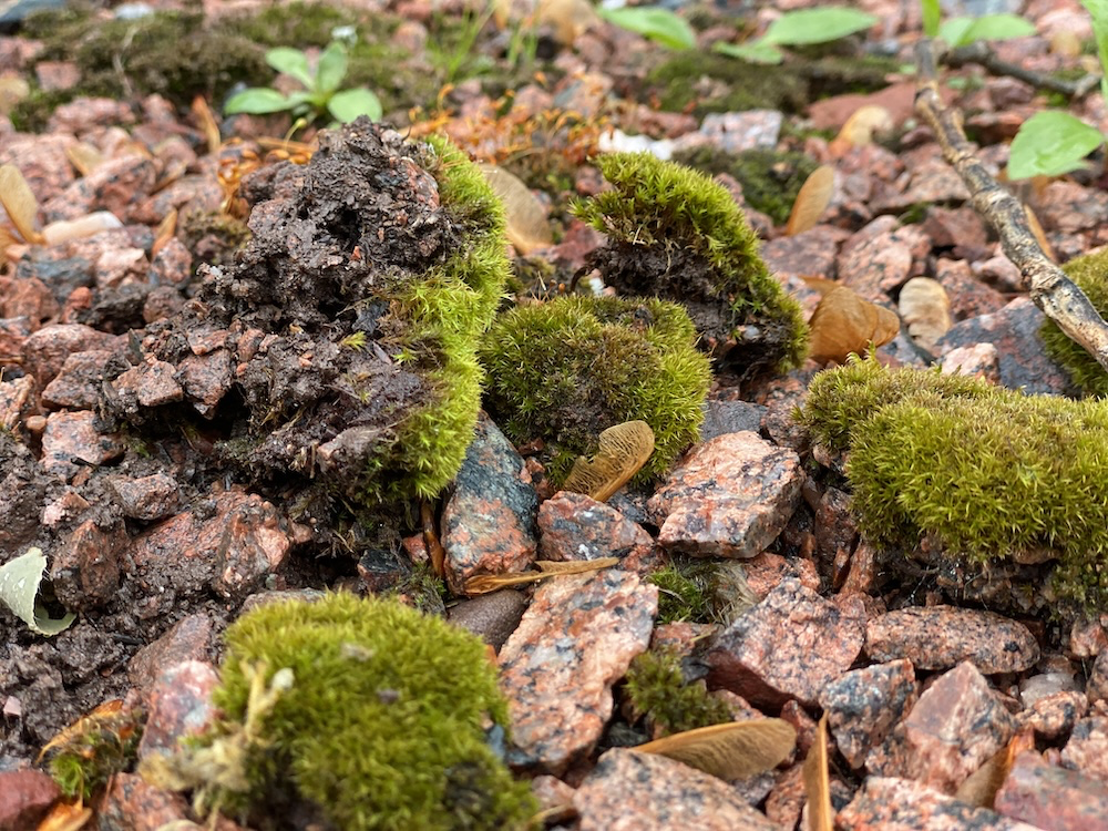 moss rocks